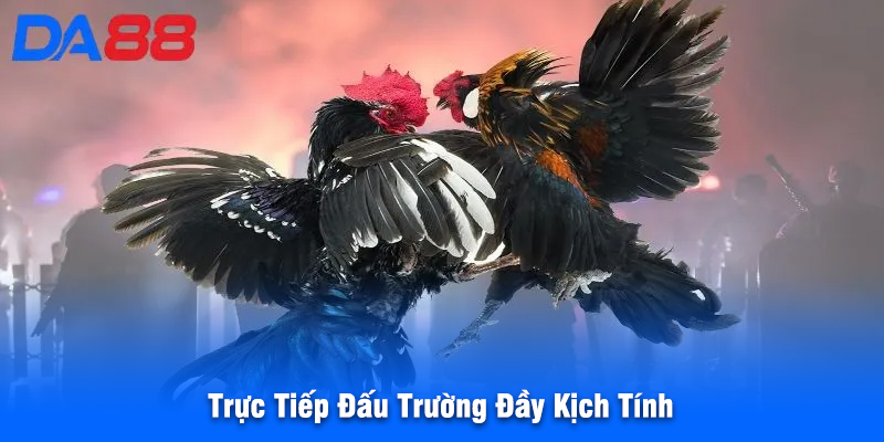 Trực Tiếp Đấu Trường Đầy Kịch Tính